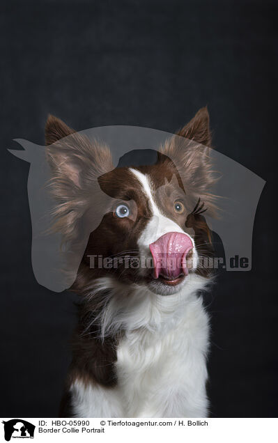 Border Collie Portrait / Border Collie Portrait / HBO-05990