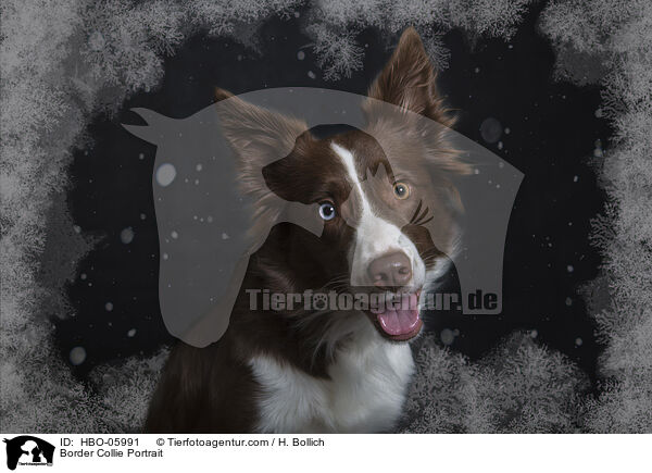 Border Collie Portrait / Border Collie Portrait / HBO-05991