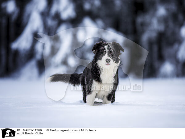 ausgewachsener Border Collie / adult Border Collie / MARS-01366