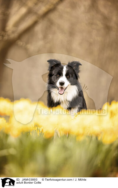 ausgewachsener Border Collie / adult Border Collie / JAM-03893