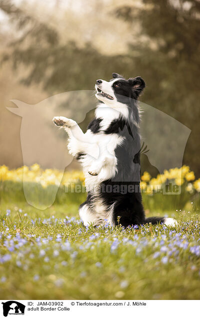 ausgewachsener Border Collie / adult Border Collie / JAM-03902