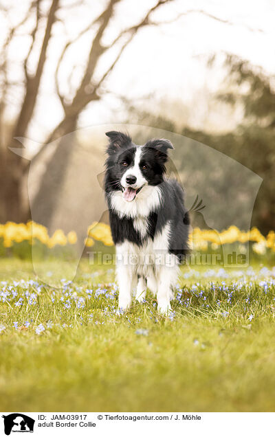 ausgewachsener Border Collie / adult Border Collie / JAM-03917