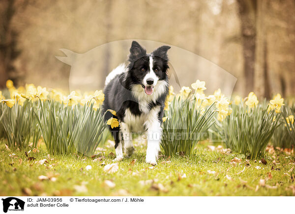 ausgewachsener Border Collie / adult Border Collie / JAM-03956