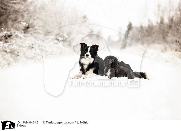 2 dogs / JAM-04019