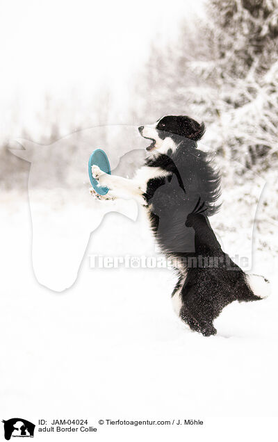 ausgewachsener Border Collie / adult Border Collie / JAM-04024