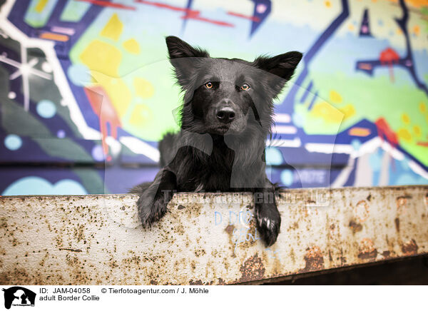ausgewachsener Border Collie / adult Border Collie / JAM-04058