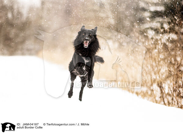 ausgewachsener Border Collie / adult Border Collie / JAM-04187
