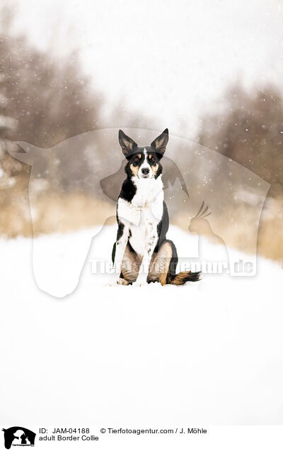 ausgewachsener Border Collie / adult Border Collie / JAM-04188