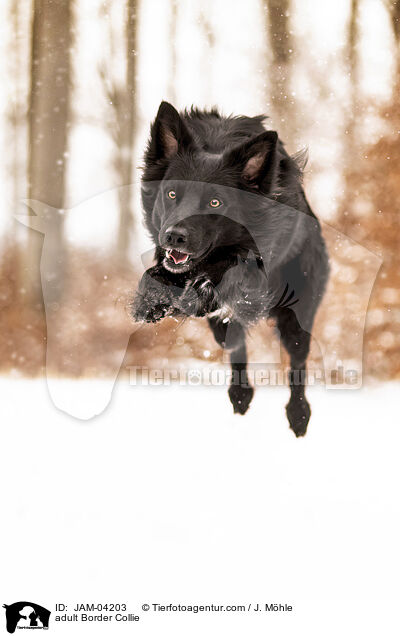 ausgewachsener Border Collie / adult Border Collie / JAM-04203