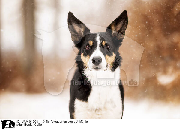 ausgewachsener Border Collie / adult Border Collie / JAM-04208