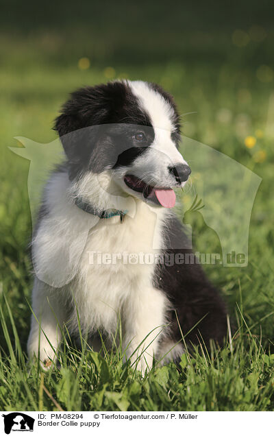 Border Collie Welpe / Border Collie puppy / PM-08294