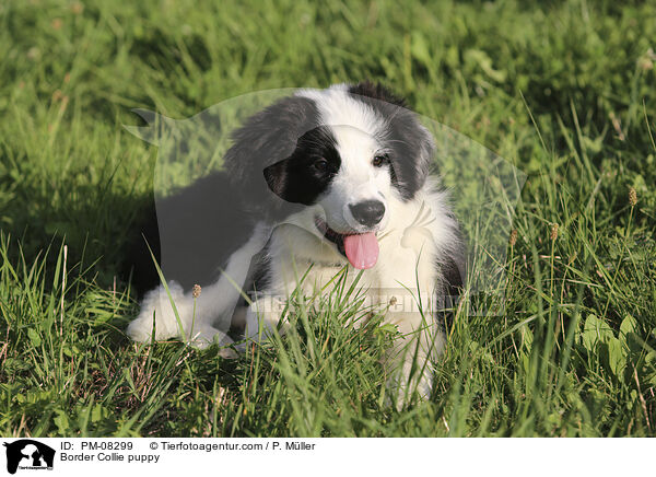 Border Collie Welpe / Border Collie puppy / PM-08299