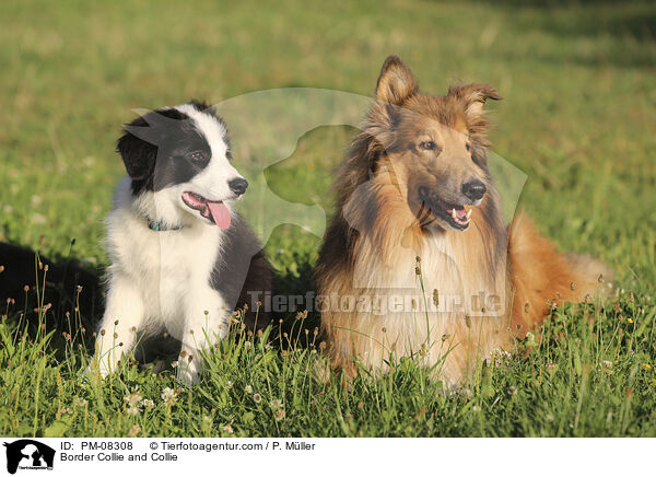 Border Collie und Collie / Border Collie and Collie / PM-08308