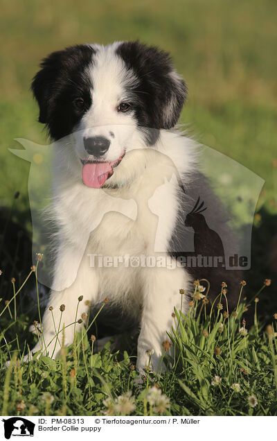 Border Collie Welpe / Border Collie puppy / PM-08313