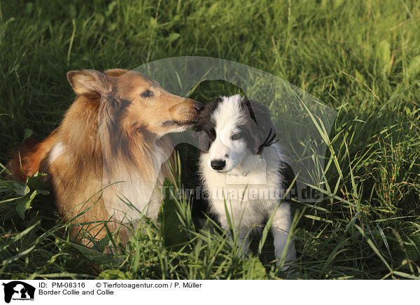 Border Collie und Collie / Border Collie and Collie / PM-08316