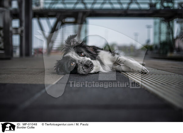 Border Collie / Border Collie / MP-01048