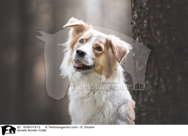 Border Collie Hndin / female Border Collie / SGR-01613