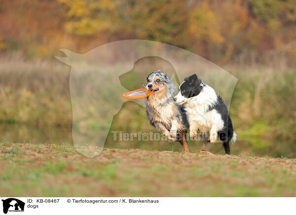 Hunde / dogs / KB-08467