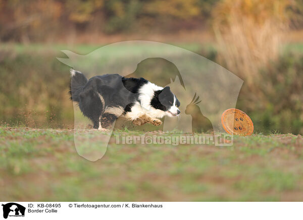 Border Collie / Border Collie / KB-08495