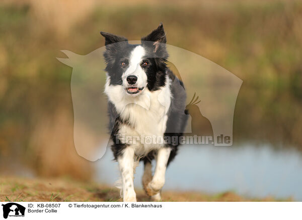 Border Collie / Border Collie / KB-08507
