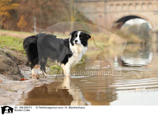 Border Collie / Border Collie / KB-08573