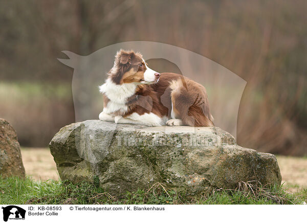 Border Collie / Border Collie / KB-08593