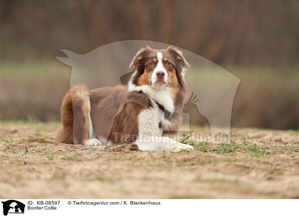 Border Collie / Border Collie / KB-08597