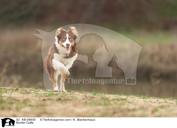 Border Collie / Border Collie / KB-08606