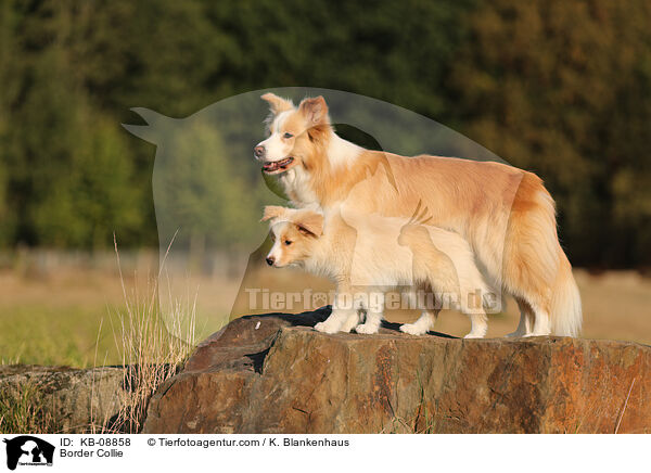 Border Collie / Border Collie / KB-08858