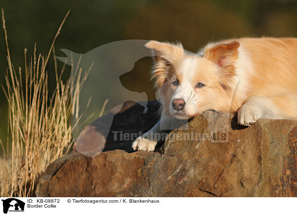 Border Collie / Border Collie / KB-08872