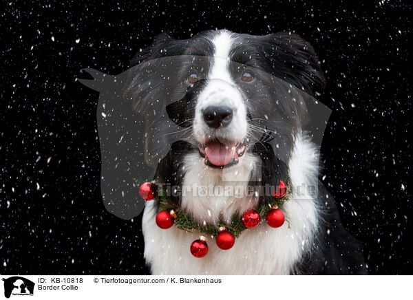 Border Collie / Border Collie / KB-10818