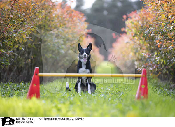 Border Collie / Border Collie / JM-14681
