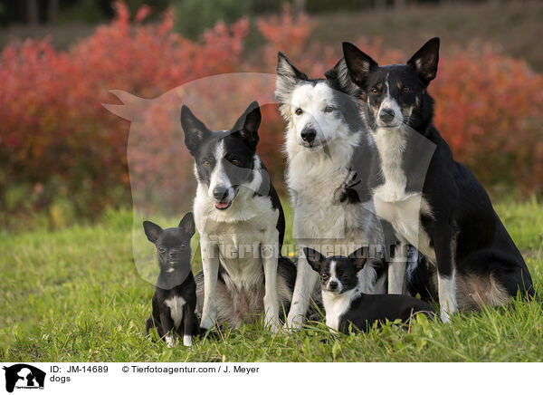 Hunde / dogs / JM-14689