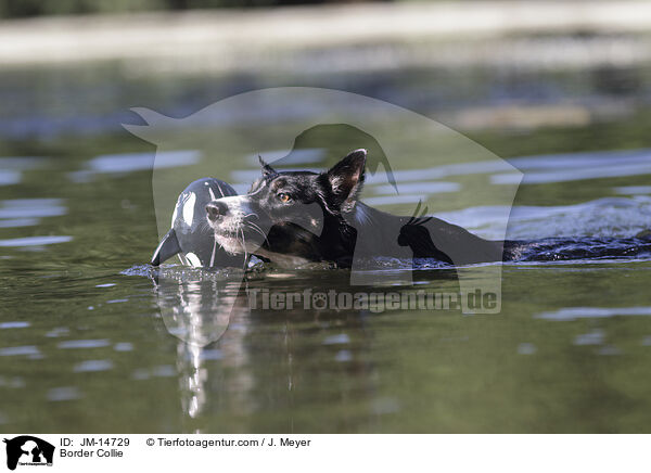 Border Collie / Border Collie / JM-14729