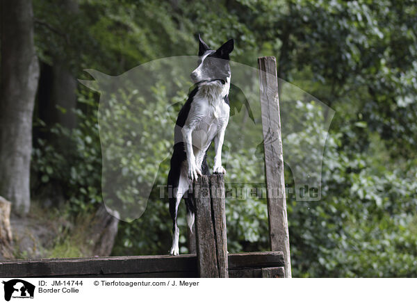 Border Collie / Border Collie / JM-14744