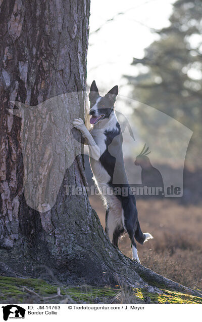 Border Collie / Border Collie / JM-14763