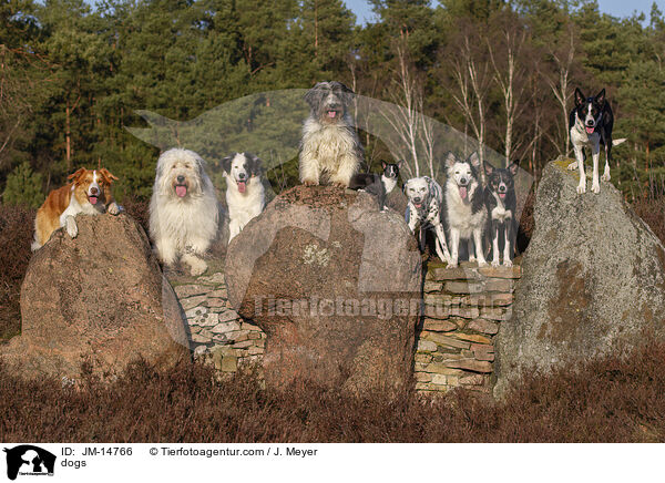 Hunde / dogs / JM-14766