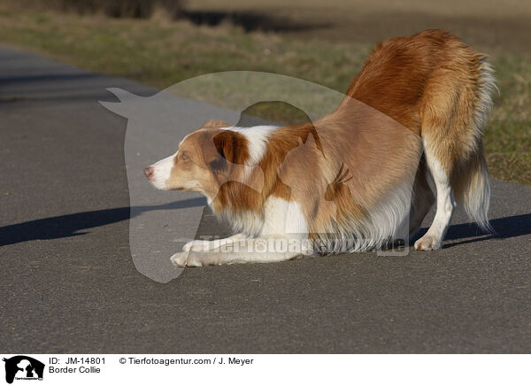 Border Collie / JM-14801