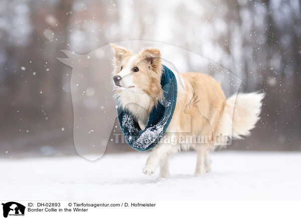 Border Collie im Winter / Border Collie in the Winter / DH-02893