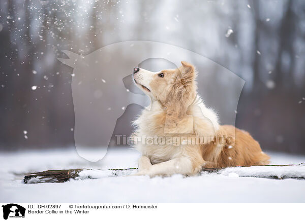 Border Collie im Winter / Border Collie in the Winter / DH-02897