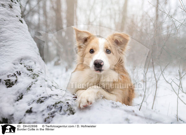 Border Collie im Winter / Border Collie in the Winter / DH-02898