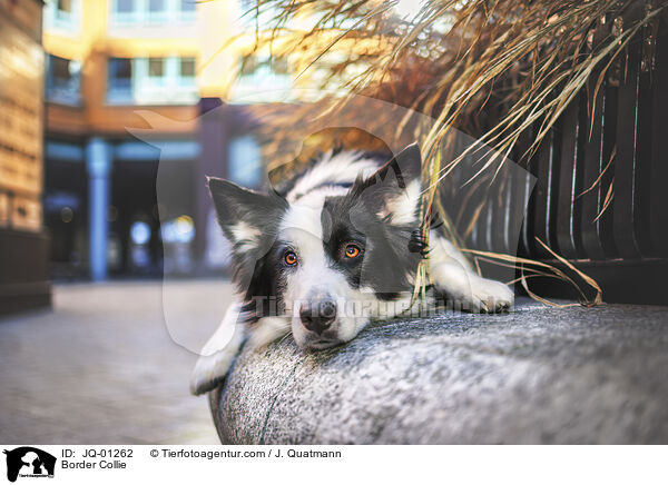 Border Collie / Border Collie / JQ-01262