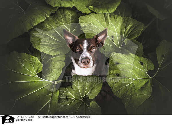 Border Collie / Border Collie / LT-01352