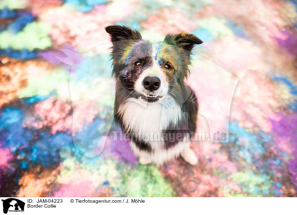 Border Collie / Border Collie / JAM-04223