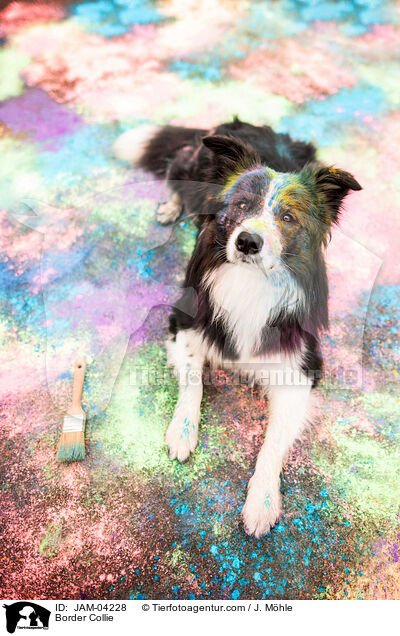 Border Collie / Border Collie / JAM-04228