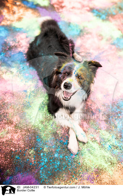 Border Collie / Border Collie / JAM-04231