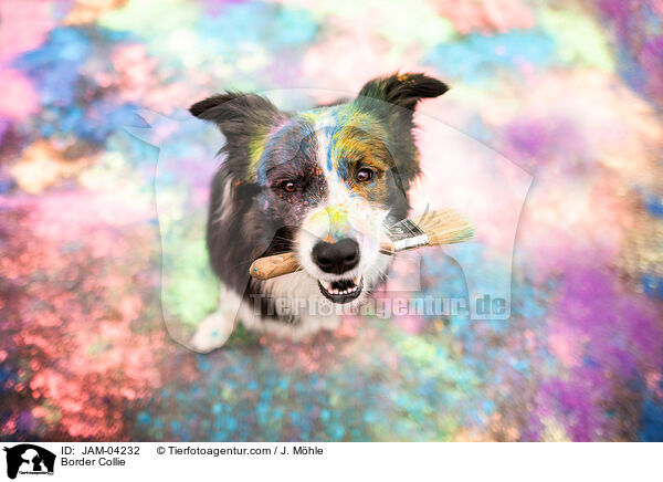 Border Collie / Border Collie / JAM-04232