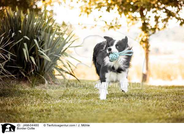 Border Collie / Border Collie / JAM-04460