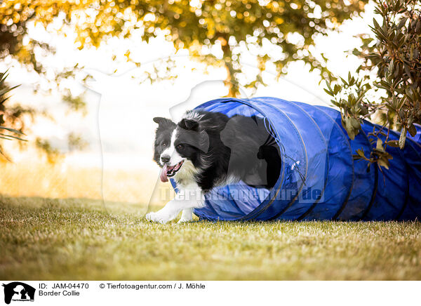 Border Collie / Border Collie / JAM-04470
