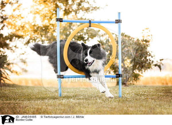 Border Collie / Border Collie / JAM-04485